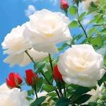 Nazmul Hasan Profile Picture