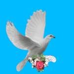 Akhia Profile Picture