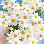 NUR ALAM Profile Picture