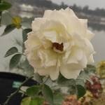 Sariya Jahan Profile Picture