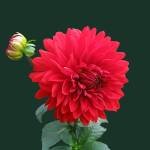 Md Jibon Khan Profile Picture