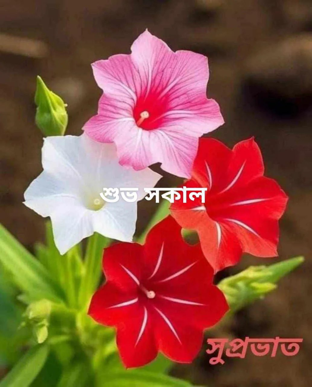 Md Anisur Rahman Profile Picture