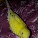 Mohammad Shahajhan Profile Picture