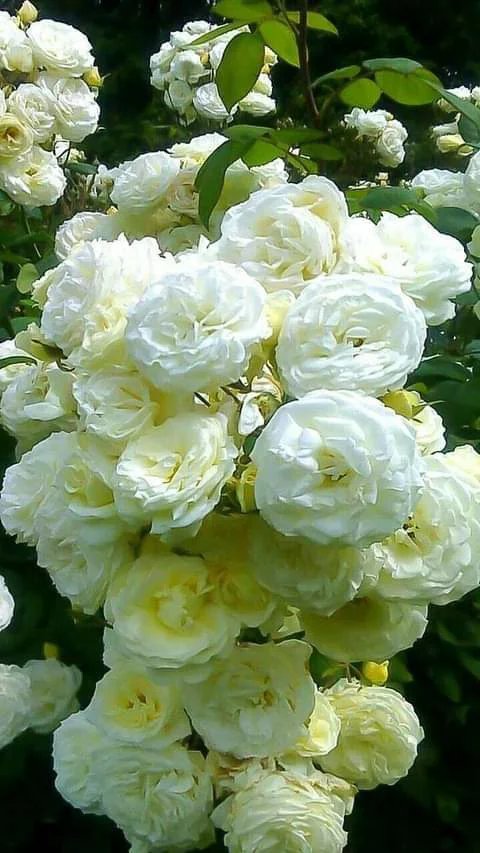 Hamid Hossain Profile Picture