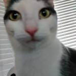 Rakib Ahmed Profile Picture