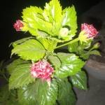 Bijoy Ahmed Profile Picture